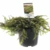 FLORASELF® Jenerverbes Juniperus Communis 'Green Carpet' Potmaat Ø 19 Cm -FLORASELF Verkoop DV 8 10256413 01 4c NL 20200218201651