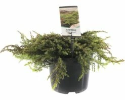 FLORASELF® Jenerverbes Juniperus Communis 'Green Carpet' Potmaat Ø 19 Cm