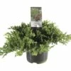 FLORASELF® Jeneverbes Juniperus Procumbens 'Nana' Potmaat Ø 19 Cm -FLORASELF Verkoop DV 8 10256414 01 4c NL 20200218201651