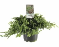 FLORASELF® Jeneverbes Juniperus Procumbens 'Nana' Potmaat Ø 19 Cm