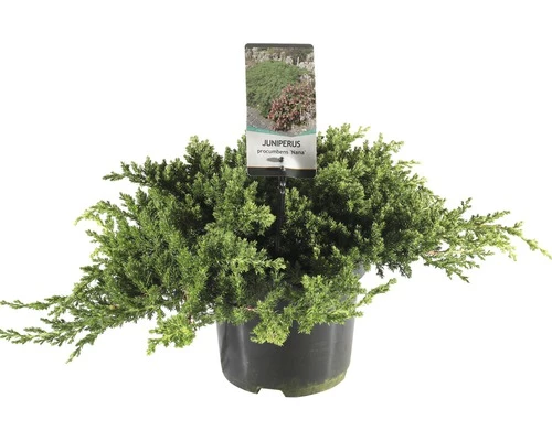 FLORASELF® Jeneverbes Juniperus Procumbens 'Nana' Potmaat Ø 19 Cm 3 FLORASELF® Jeneverbes Juniperus Procumbens 'Nana' Potmaat Ø 19 Cm