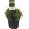 FLORASELF® Dwergden Pinus Mugo 'Pumilio' Potmaat Ø 19 Cm -FLORASELF Verkoop DV 8 10256416 01 4c NL 20200218201651