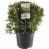 FLORASELF® Westerse Levensboom Thuja Occidentalis 'Danica' Potmaat Ø 19 Cm -FLORASELF Verkoop DV 8 10256417 01 4c NL 20200218201651