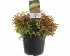 FLORASELF® Westerse Levensboom Thuja Occidentalis 'Golden Tuffet' Potmaat Ø 19 Cm
