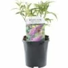 FLORASELF® Vlinderstruik Buddleja Davidii 'Pink Delight' Potmaat Ø 14 Cm -FLORASELF Verkoop DV 8 10256637 01 4c NL 20200520054757