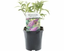 FLORASELF® Vlinderstruik Buddleja Davidii 'Pink Delight' Potmaat Ø 14 Cm