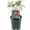 FLORASELF® Vlinderstruik Buddleja Davidii 'Royal Red' Potmaat Ø 14 Cm 2 FLORASELF® Vlinderstruik Buddleja Davidii 'Royal Red' Potmaat Ø 14 Cm -FLORASELF Verkoop DV 8 10256638 01 4c NL 20200520061757