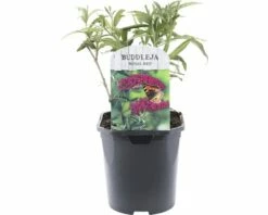 FLORASELF® Vlinderstruik Buddleja Davidii 'Royal Red' Potmaat Ø 14 Cm