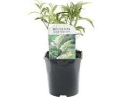 FLORASELF® Vlinderstruik Buddleja Davidii 'White Profusion' Potmaat Ø 14 Cm