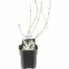 FLORASELF® Bruidsbloem Deutzia Gracilis Potmaat Ø 14 Cm 1 FLORASELF® Bruidsbloem Deutzia Gracilis Potmaat Ø 14 Cm -FLORASELF Verkoop DV 8 10256658 01 4c NL 20200218201651