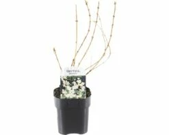 FLORASELF® Bruidsbloem Deutzia Gracilis Potmaat Ø 14 Cm