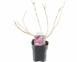 FLORASELF® Bruidsbloem Deutzia 'Strawberry Field' Potmaat Ø 14 Cm