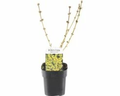 FLORASELF® Chinees Klokje Forsythia Intermedia 'Goldrausch' Potmaat Ø 14 Cm