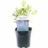 FLORASELF® Reuzenlavendel Perovskia Atriplicifolia 'Blue Spire' Potmaat Ø 14 Cm -FLORASELF Verkoop DV 8 10256697 01 4c NL 20200520054757