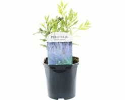 FLORASELF® Reuzenlavendel Perovskia Atriplicifolia 'Blue Spire' Potmaat Ø 14 Cm