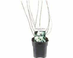FLORASELF® Boerenjasmijn Philadelphus 'Snowbelle' Potmaat Ø 14 Cm