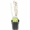 FLORASELF® Blaasspirea Physocarpus 'Darts Gold' Potmaat Ø 14 Cm -FLORASELF Verkoop DV 8 10256705 01 4c NL 20200218201651