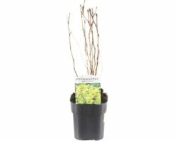 FLORASELF® Blaasspirea Physocarpus 'Darts Gold' Potmaat Ø 14 Cm