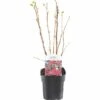 FLORASELF® Siertrosbes Ribes 'King Edward VII' Potmaat Ø 14 Cm -FLORASELF Verkoop DV 8 10256716 01 4c NL 20200218201651