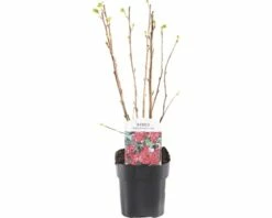 FLORASELF® Siertrosbes Ribes 'King Edward VII' Potmaat Ø 14 Cm