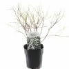 FLORASELF® Spierstruik Spiraea Cinerea 'Grefsheim' Potmaat Ø 14 Cm 1 FLORASELF® Spierstruik Spiraea Cinerea 'Grefsheim' Potmaat Ø 14 Cm -FLORASELF Verkoop DV 8 10256718 01 4c NL 20200218201651