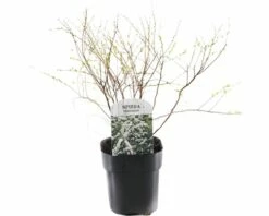 FLORASELF® Spierstruik Spiraea Cinerea 'Grefsheim' Potmaat Ø 14 Cm