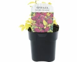 FLORASELF® Spierstruik Spiraea Japonica 'Golden Princess' Potmaat Ø 14 Cm