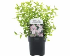 FLORASELF® Spierstruik Spiraea Japonica 'Little Princess' Potmaat Ø 14 Cm