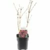 FLORASELF® Weigela Weigela Florida 'Nana Purpurea' Potmaat Ø 14 Cm -FLORASELF Verkoop DV 8 10256738 01 4c NL 20200218201651