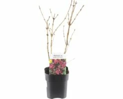 FLORASELF® Weigela Weigela Florida 'Nana Purpurea' Potmaat Ø 14 Cm