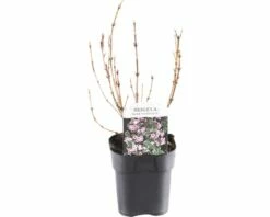 FLORASELF® Weigela Weigela Florida 'Nana Variegata' Potmaat Ø 14 Cm