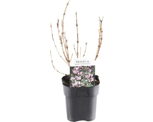 FLORASELF® Weigela Weigela Florida 'Nana Variegata' Potmaat Ø 14 Cm 3 FLORASELF® Weigela Weigela Florida 'Nana Variegata' Potmaat Ø 14 Cm