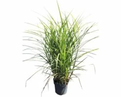 FLORASELF Prachtriet Miscanthus Sinensis 'Oktoberfest' Potmaat Ø 19 Cm H 20-80 Cm