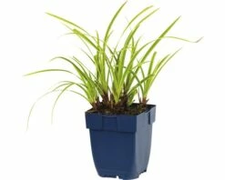 FLORASELF Siergras Zegge Carex Morrowi Ø 11 Cm -FLORASELF Verkoop DV 8 10258023 02 4c DE 20200125214658