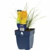FLORASELF Oranje Zegge Carex Testacea Ø 11 Cm -FLORASELF Verkoop DV 8 10258026 01 4c DE 20200704221656