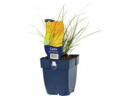 FLORASELF Oranje Zegge Carex Testacea Ø 11 Cm