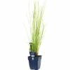 FLORASELF Krulpitrus Juncus Effusus Ø 11 Cm -FLORASELF Verkoop DV 8 10258028 01 4c DE 20200704221656