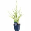 FLORASELF Lampenpoetsersgras Pennisetum Orientale Ø 11 Cm -FLORASELF Verkoop DV 8 10258031 01 4c DE 20200125214658