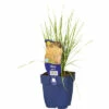 FLORASELF Straalhaver Stipa Gigantea Ø 11 Cm 1 FLORASELF Straalhaver Stipa Gigantea Ø 11 Cm -FLORASELF Verkoop DV 8 10258033 01 4c DE 20220725081651