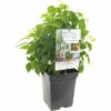 FLORASELF Framboos Rubus Id, 'BonbonBerry Yummy' Potmaat Ø 18 Cm H 25 Cm -FLORASELF Verkoop DV 8 10262203 01 4c NL 20220508214659