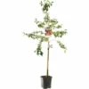 FLORASELF Sierappel Malus 'Evereste' Potmaat Ø 24 Cm H 150 Cm -FLORASELF Verkoop DV 8 10262204 01 4c NL 20220507221701