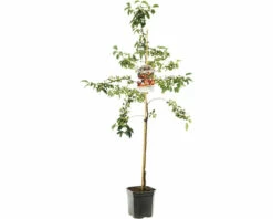 FLORASELF Sierappel Malus 'Evereste' Potmaat Ø 24 Cm H 150 Cm