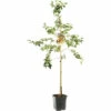 FLORASELF Sierappel Malus 'Professor Sprenger' Potmaat Ø 24 Cm H 150 Cm -FLORASELF Verkoop DV 8 10262205 01 4c NL 20220508214659