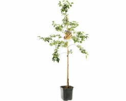FLORASELF Sierappel Malus 'Professor Sprenger' Potmaat Ø 24 Cm H 150 Cm