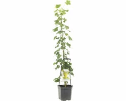 FLORASELF Witte Druif Vitis 'Solaris' Potmaat Ø 24 Cm H 150 Cm