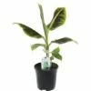 FLORASELF® Bananenplant Musa 'Dwarf Cavendish' Potmaat Ø 17 Cm 2 FLORASELF® Bananenplant Musa 'Dwarf Cavendish' Potmaat Ø 17 Cm -FLORASELF Verkoop DV 8 10262210 01 4c NL 20200626101650