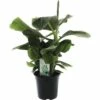 FLORASELF® Bananenplant Musa 'Dwarf Cavendish' Potmaat Ø 24 Cm -FLORASELF Verkoop DV 8 10262211 01 4c NL 20200626111755
