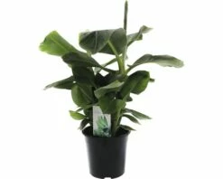 FLORASELF® Bananenplant Musa 'Dwarf Cavendish' Potmaat Ø 24 Cm