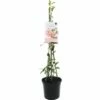 FLORASELF® Sterjasmijn Trachelospermum Jasminoides 'Star Of Sicily' Potmaat Ø 17 Cm -FLORASELF Verkoop DV 8 10262218 01 4c NL 20200626114756