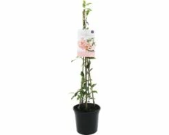 FLORASELF® Sterjasmijn Trachelospermum Jasminoides 'Star Of Sicily' Potmaat Ø 17 Cm